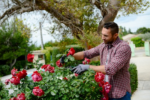 Seasonal planting and garden care in Tooting Bec