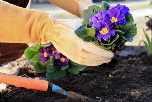 Mulching and shrub maintenance for a South London garden