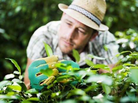 Final stage of a gardening complaint resolution process