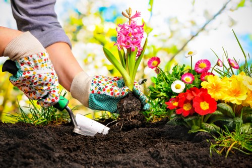 Stump grinding and tree care service in Tooting Bec