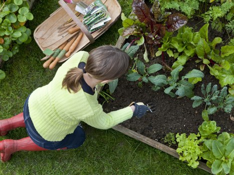 Seasonal gardening work and garden refresh in Tooting Bec