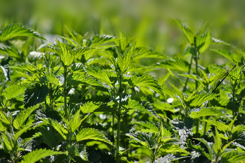 lawn care garden maintenance
