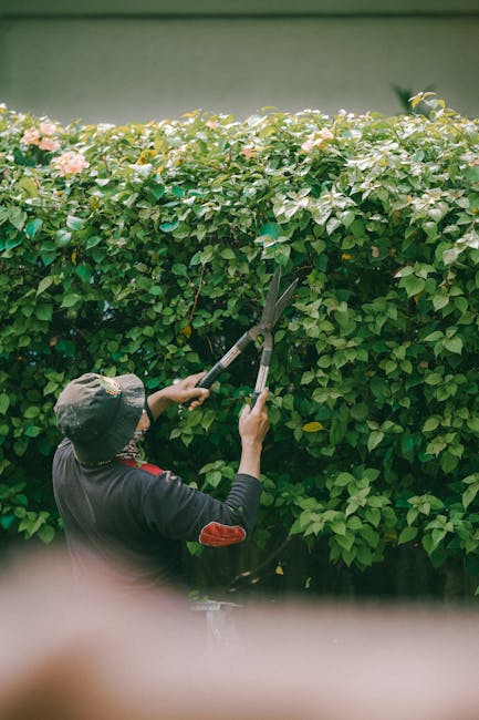 A gardener wearing a wide-brimmed hat and dark clothing is trimming a dense, leafy hedge with long-handled hedge shears. The hedge has lush green foliage interspersed with clusters of pale pink flower