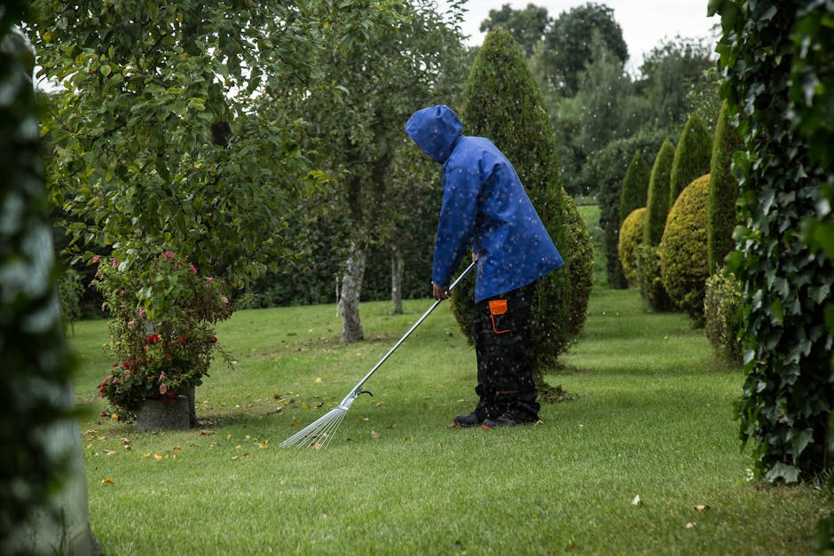 A gardener wearing a wide-brimmed hat and dark clothing is trimming a dense, leafy hedge with long-handled hedge shears. The hedge has lush green foliage interspersed with clusters of pale pink flower