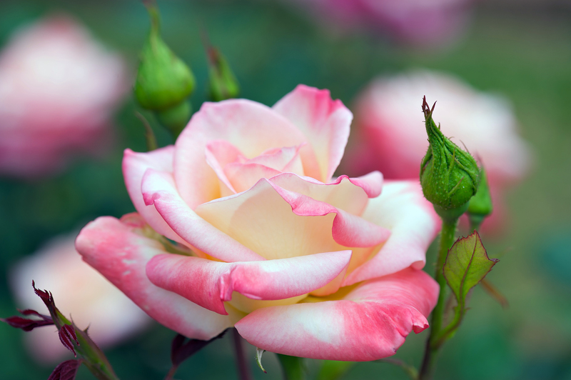 garden design garden care