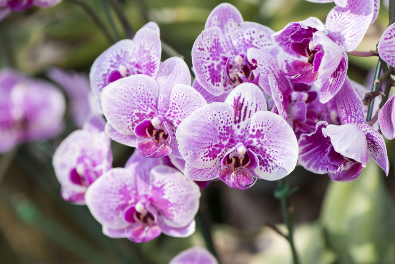 garden design garden care